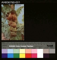 藏品(日治台灣果物芭蕉明信片)的圖片